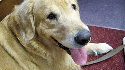 Xante, a golden retriever born in 2009, will report July 6 to The Seeing Eye Inc. as he continues his training to help a blind person.